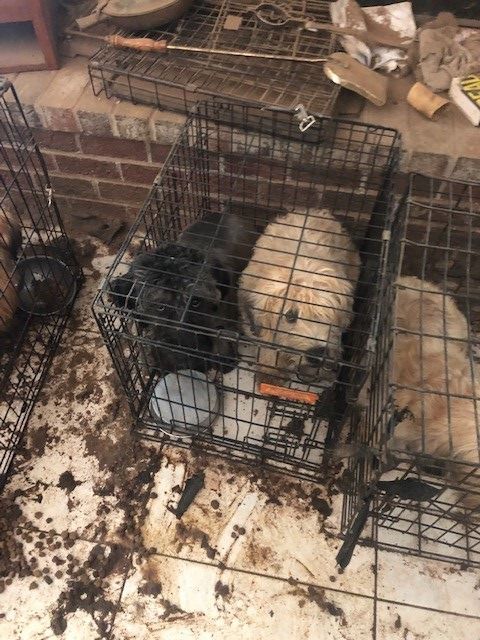 puppy mill